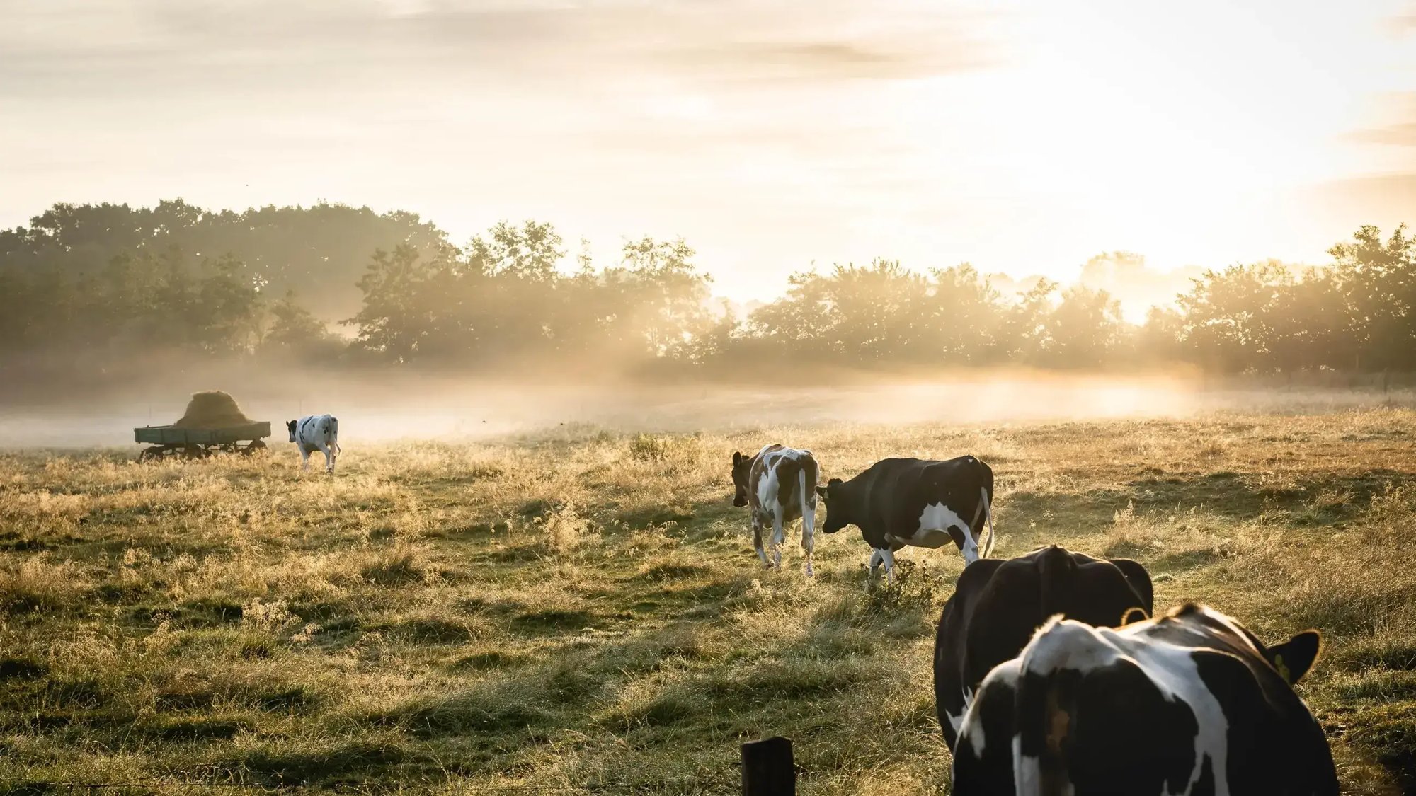 A field with grazing cows at dawn.