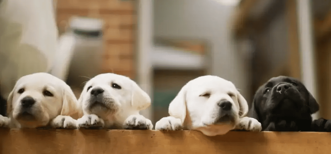 Four small Labrador puppies curiously peek over an edge.