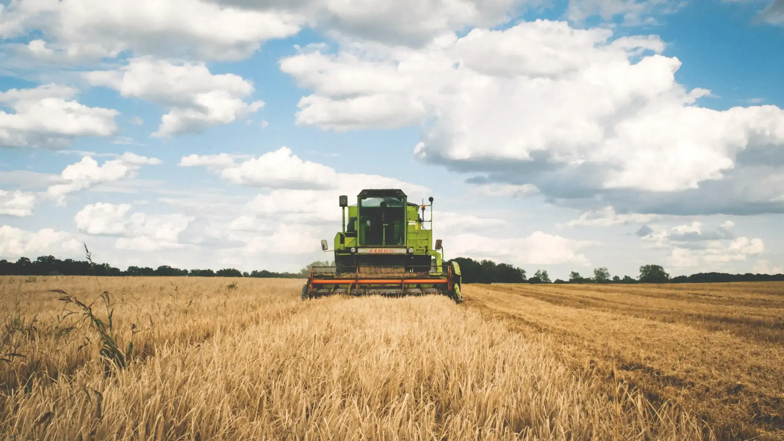 A field with a combine harvester at work, viewed directly from the front against a blue sky.