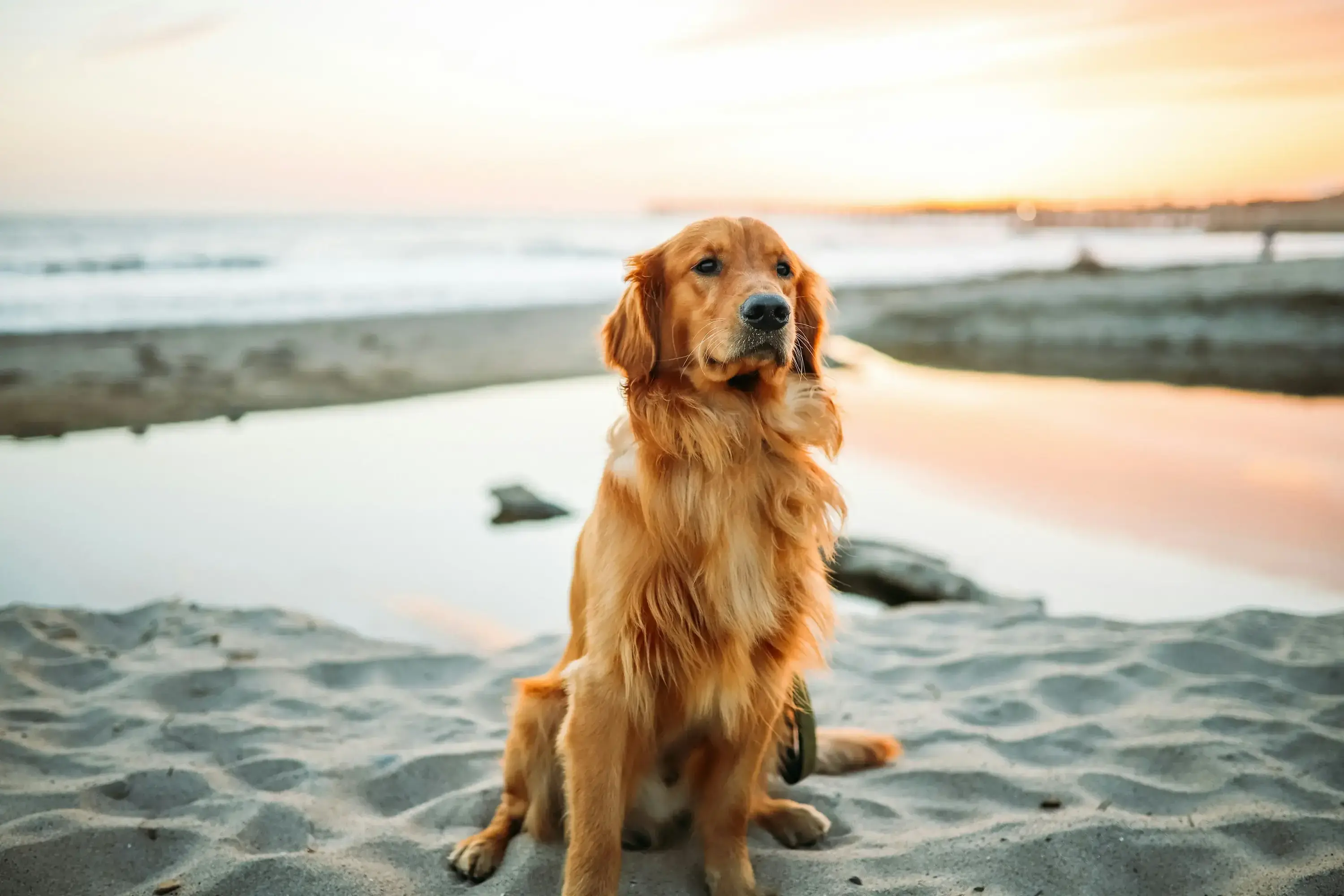 En golden retriever-hund sitter på en sandstrand i solnedgång.