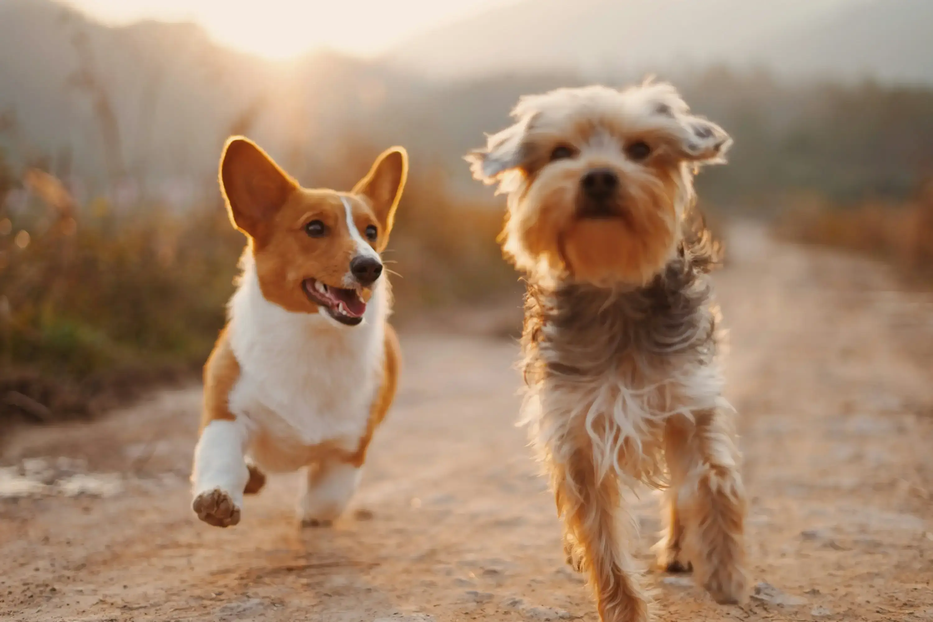 En Welsh corgi och en Yorksireterrier springer på en grusväg i solnedgång.