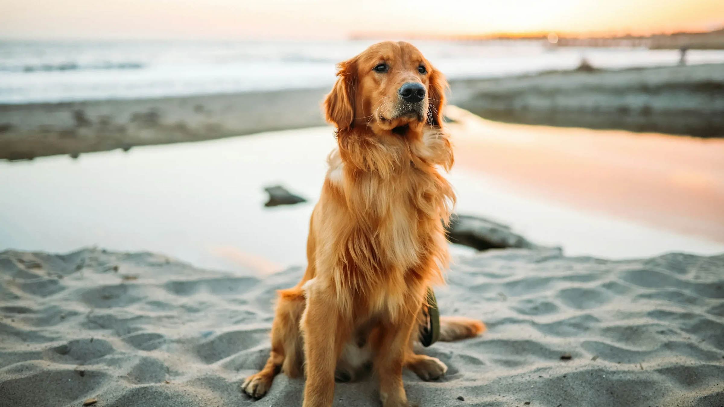 A golden retriever dog sitting on the beach at sunset.