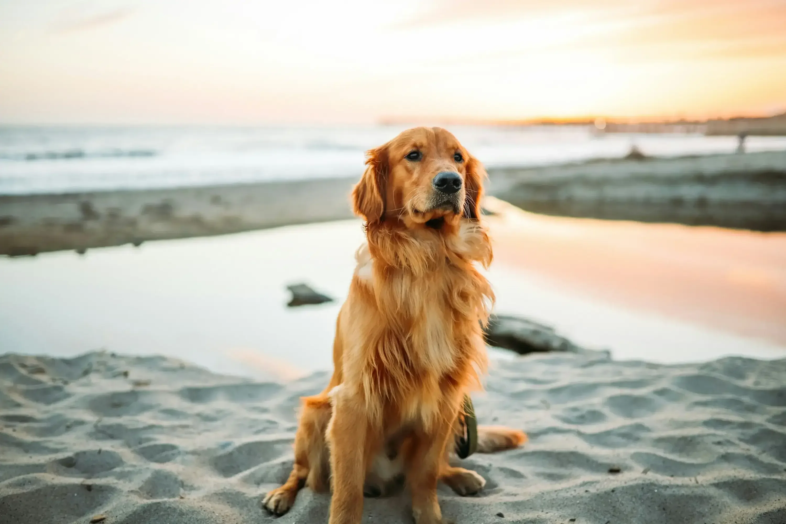 golden retriever sits on a beach
