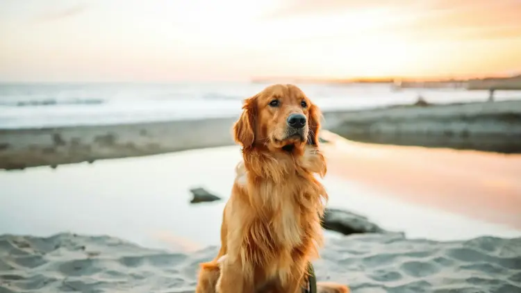 golden retriever sitter på en strand