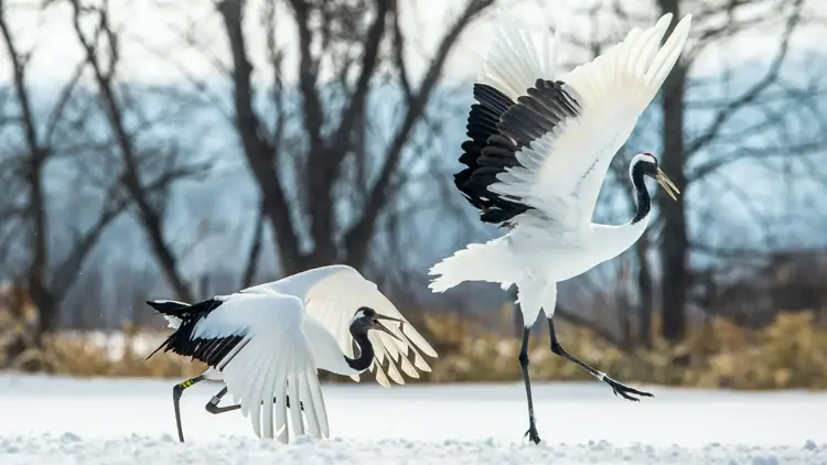 Dancing cranes